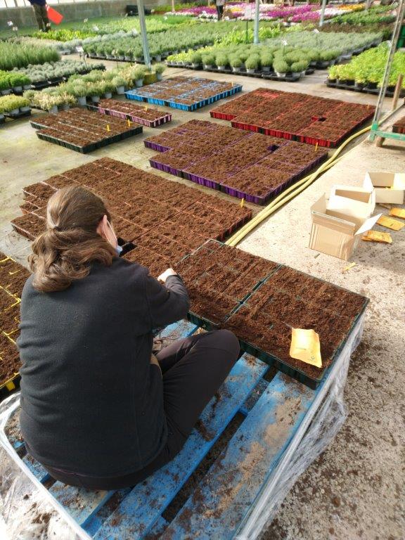 Production et vente de fleurs