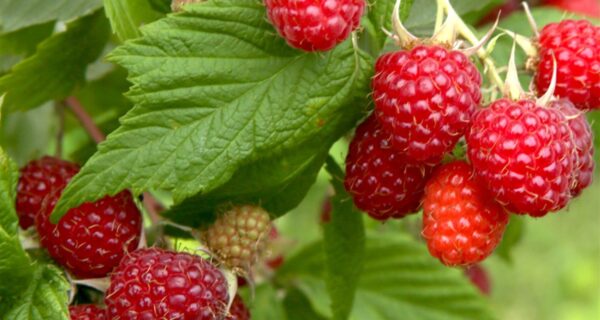 Framboises